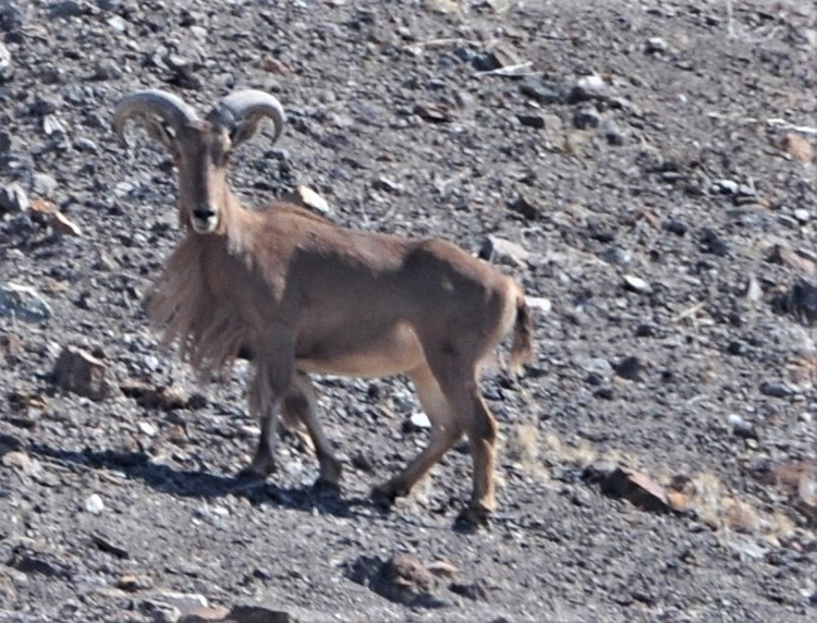 barbary sheep